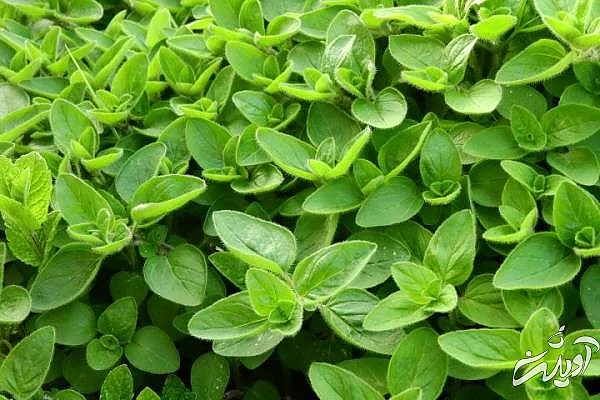 فواید مرزنگوش